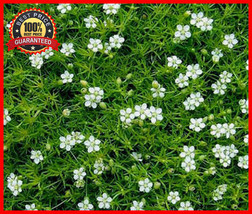 1000Seeds Irish Moss Pearlwort Seeds - Ground Cover Sagina Subulata White Flower - £23.40 GBP