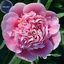 &#39;Tou guan&#39; Pink Peony Shrub, 5 Seeds, globular big flowers with single petals - £6.65 GBP