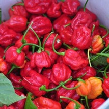 Hot Pepper Seeds 25 Seeds Trinidad Scorpion Chili Pepper Garden USA Seeds - $16.00