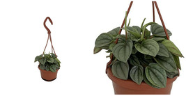 Peperomias Frosts Dwarfs Easy To Grow Live Plant 4&quot; Mini Hanging Basket ... - $64.67
