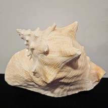 Vintage Large Natural Pink Queen Conch Sea Shell Seashell 8.5&quot; x 7&quot; Beac... - $24.18