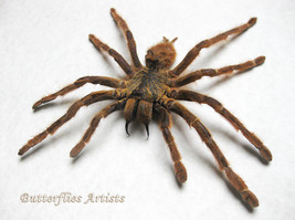 Golden Baboon Tarantula Starburst Pterinochilus Murinus Entomology Shado... - $139.99