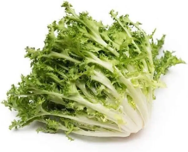 Endive Seeds Green Curled Endive Seed 1/16 Oz Pack Chicory Heirloom Non-Gmo Gard - £7.81 GBP