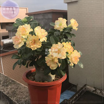 New Fresh Golden Wavy Petals With Light Pink Edge Desert Rose Flower Seeds 2 See - $5.16