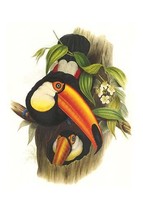 Toco Toucan - £15.96 GBP