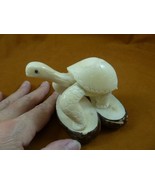 TNE-T-GAL-279b little white Galapagos TURTLE tortoise TAGUA NUT Figurine... - $80.79 CAD