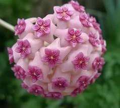 200 Seeds Fuchsia Ball Orchid Bonsai Hoya Carnosa Flores - $14.92