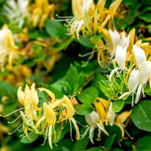 1 Stem with Roots &amp; Soil - 2&quot; Pot Hall&#39;s Honeysuckle Vines Japanese Live... - £23.97 GBP