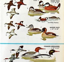 Ducks Merganser Varieties And Types 1966 Color Bird Art Print Nature ADBN1r - $378.90 MXN