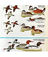 Ducks Merganser Varieties And Types 1966 Color Bird Art Print Nature ADBN1r - $374.96 MXN