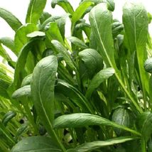 500 Seeds MIBUNA CABBAGE Mibu Greens Japanese Brassica Rapa Japonica Vegetable - £13.41 GBP