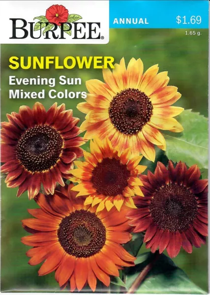 Sunflower Evening Sun Flower Seeds Burpee 11/24 Fresh New - £7.05 GBP