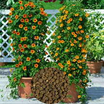 1Oz Black Eyed Susan Vine Seeds Thunbergia Alata Flower (Approx 1000 Seeds) USA  - $46.96