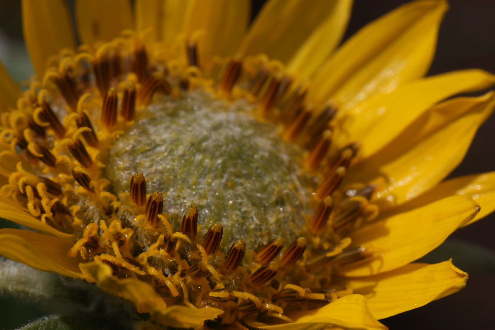 100 BALSAMORHIZA DELTOIDEA Seeds (Deltoid Balsamroot) | NON-GMO | - $36.39 CAD