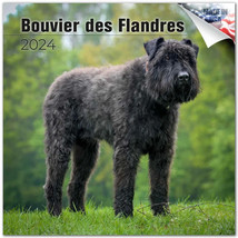Bouvier des Flandres Wall Calendar 2024 Animal DOG PET Lover Gift - £19.75 GBP