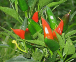 Easy To Grow Seed - 50 Seeds Chili Pepper Mirasol - £3.18 GBP