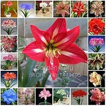 SL Amaryllis Bonsai Amaryllis Flower Bonsai Amaryllis Hydroponic Plants 50 Pcs/B - $5.52