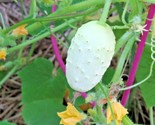 30 Seeds Miniature Sweet White Bush Cucumber Seed Container Vegetable Ga... - $8.99
