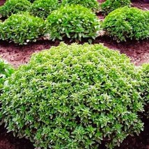 Clove Scented Basil - Nelkenbasilikum - Ocimum basilicum - 20+ seeds - F... - $67.62 MXN