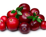 Bearberry Wild Cranberry  50 Seeds  Edible Berry Shrub Tree Evergreen At... - $15.98