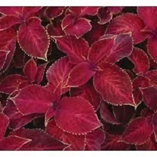 50 Coleus Wizard Scarlet Flower Seeds Long Lasting Fresh Seeds - £14.61 GBP