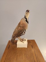 J111 Chukar Partridge Bird Mount Taxidermy - £97.78 GBP