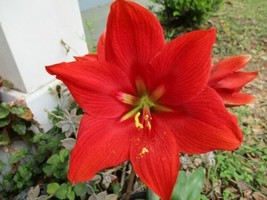 SR 5 Amaryllis offsets from the mother bulb Amigo 6-12 cm circumference ... - $59.90