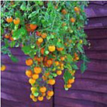 Tumbling Tom Tomato Yellow Seeds Fresh Seeds USA - $12.80