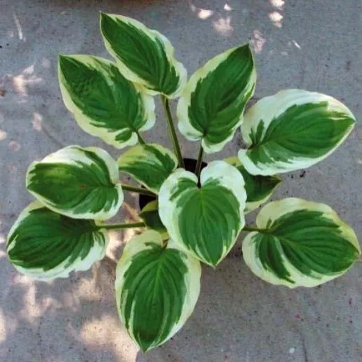 1.hosta BLAZING SADDLES 2.5&quot; pot  Live Potted Plant for Home Garden - $28.00
