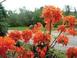 Mandarin Lights Orange Deciduous Azalea Live Plant 3 Gallon Pot USA Seller - $143.98