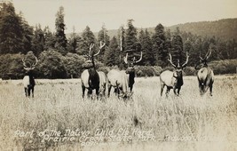 RPPC Native Wild Elk Herd CA Prairie Creek Redwood Hwy California Postcard T14 - £5.55 GBP