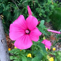 SEED-Lavatera- a Pink Flowering Annual - A Magnet for Hummingbirds, Butterflies - £2.47 GBP+