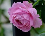 10 Pink Rose Seeds Flower Bush Perennial Shrub - £4.68 GBP