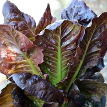 1000 Seeds of Romaine Lettuce Rouge d&#39;Hiver Vegetable Seeds USA Grown - £14.37 GBP