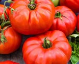 Beefsteak Tomato Seeds Non-Gmo 100 Seeds Indeterminate Fast Shipping - £7.20 GBP