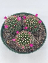 Old Lady Cactus, 6 inch, Mammillaria hahniana, Crown of Flowers - £29.71 GBP
