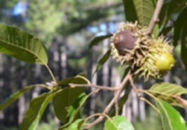 Sawtooth Oak (Quercus accutisima) 1-2 year old plant, well rooted - £16.99 GBP