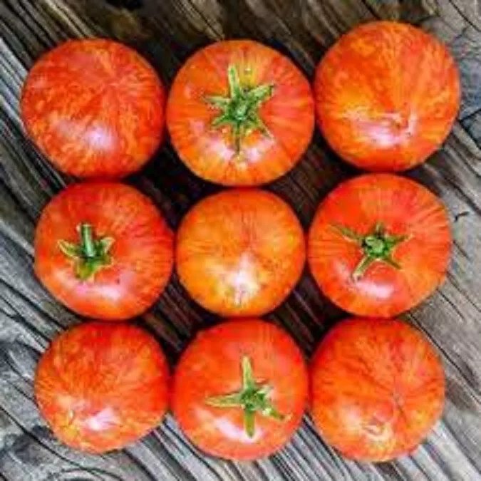 50 Seeds Pixie Stripe Tomato Vegetable Garden - £7.79 GBP