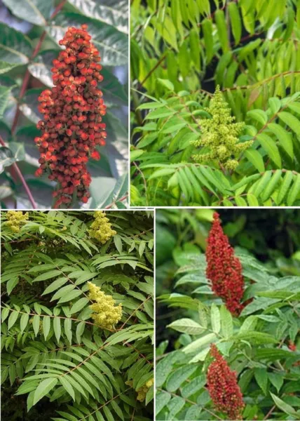 30 seeds Smooth Sumac Rapid Bloom with Quick Plant Heirloom Seeds - £8.36 GBP