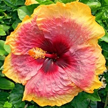  Madagascar Hibiscus Moscheutos Hibiscus Seedpack Rose Of Sharon Hs793 From US - $9.36