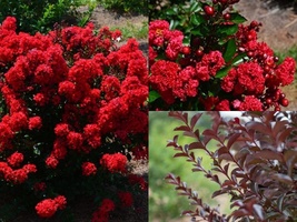 Live Plant First Editions® Ruffled Red Magic™ Crape myrtle Full Gallon Pot - $79.98