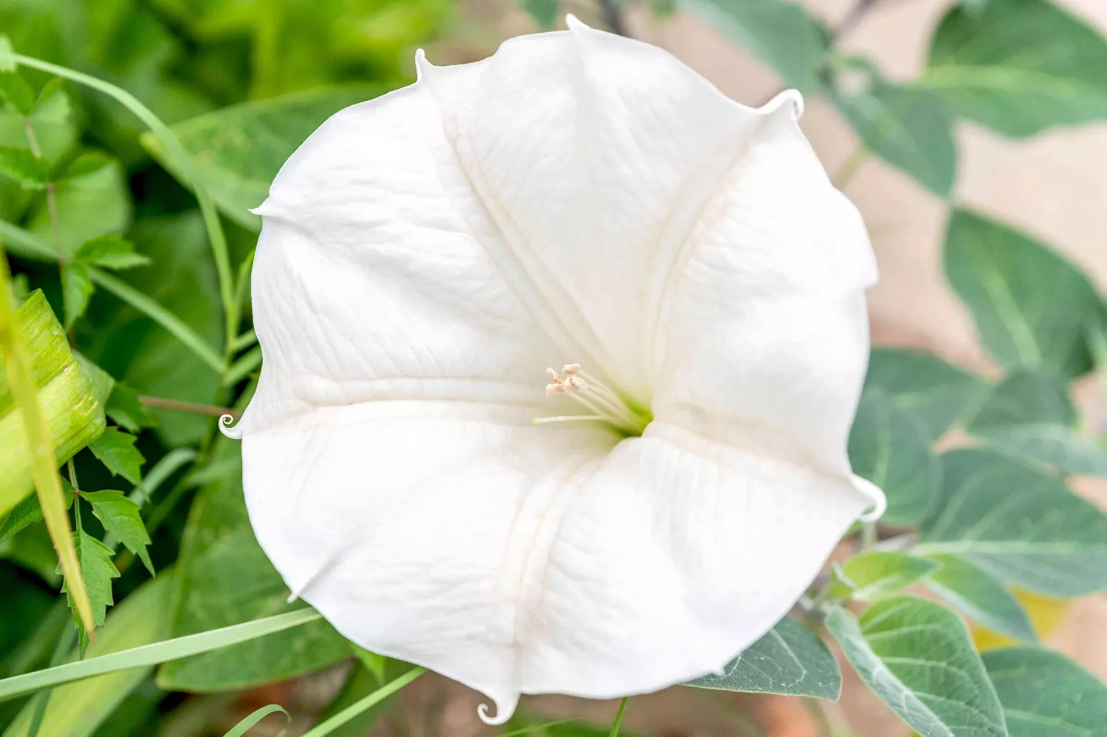 White Moonflower Morning Glory Seeds Fresh Harvest 25 Seeds - £6.68 GBP