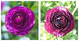Ranunculus asiaticus Tecolote &#39;Purple&#39; Persian Buttercup 10 Flower Bulbs - £30.68 GBP
