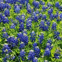 Lupine Texas Bluebonnet Wildflower Sun/Partial Shade Heirloom 50 Seeds From US - £7.80 GBP