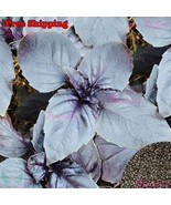 MBK 35 Lina Sisco&#39;S Bird Egg Tanmaroon Bush Bean Seeds Fast Ship - $236.91 MXN