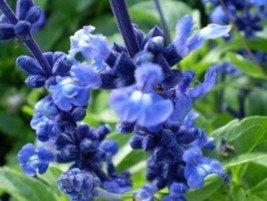 BStore 45 Seeds Oxford Blue Sage Salvia Viridis Clary Painted Horminum Sage Herb - £7.45 GBP