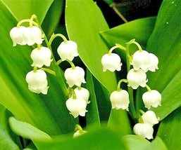 15 Lily Of The Valley Seeds Convallaria Majalis Seeds Fresh Fast Shipping - $15.80