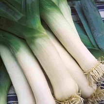 American Flag Leek - 25+ seeds - TASTY and HARDY! R 045 - $73.60 MXN