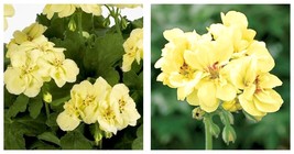 40PCS Geranium &#39;Custard Cream&#39; Yellow Flower Seeds INTERNATIONAL SHIP - $19.99