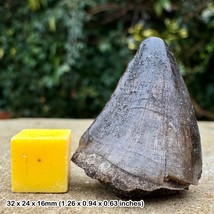 MOSASAURUS BEAUGEI - Fossil Reptile Tooth - Maastrictian, Cretaceous | O... - $43.80